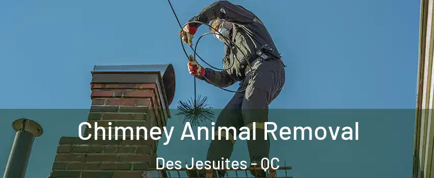 Chimney Animal Removal Des Jesuites - QC