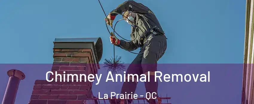 Chimney Animal Removal La Prairie - QC